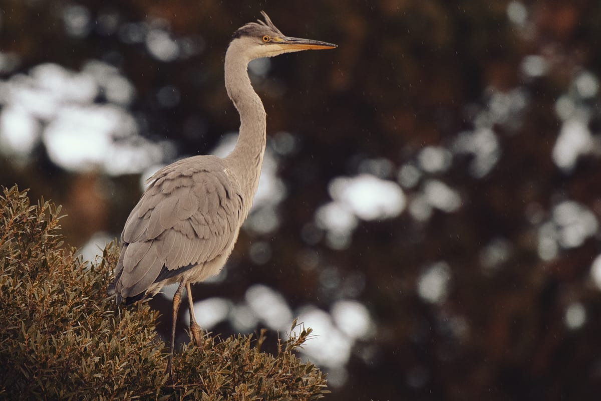 Gray heron