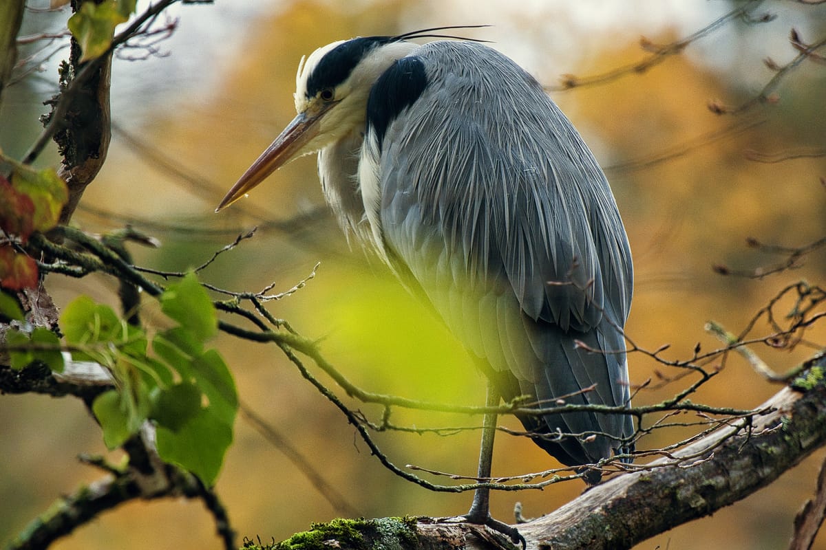 Birds of the Bois de Boulogne. Part I