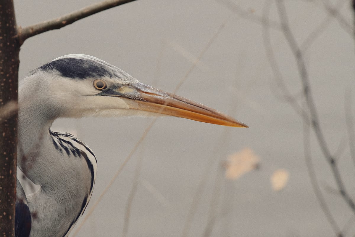 Birds of the Bois de Boulogne. Part II