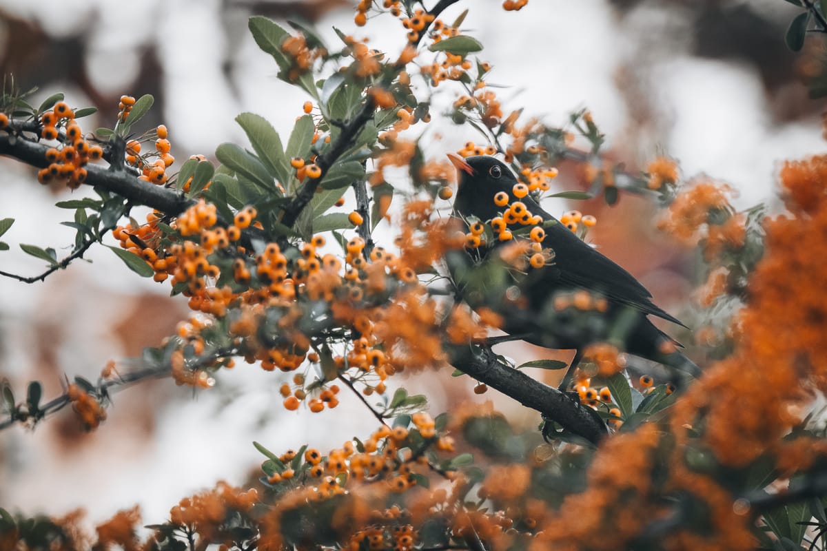 The Bois de Boulogne and the birds again