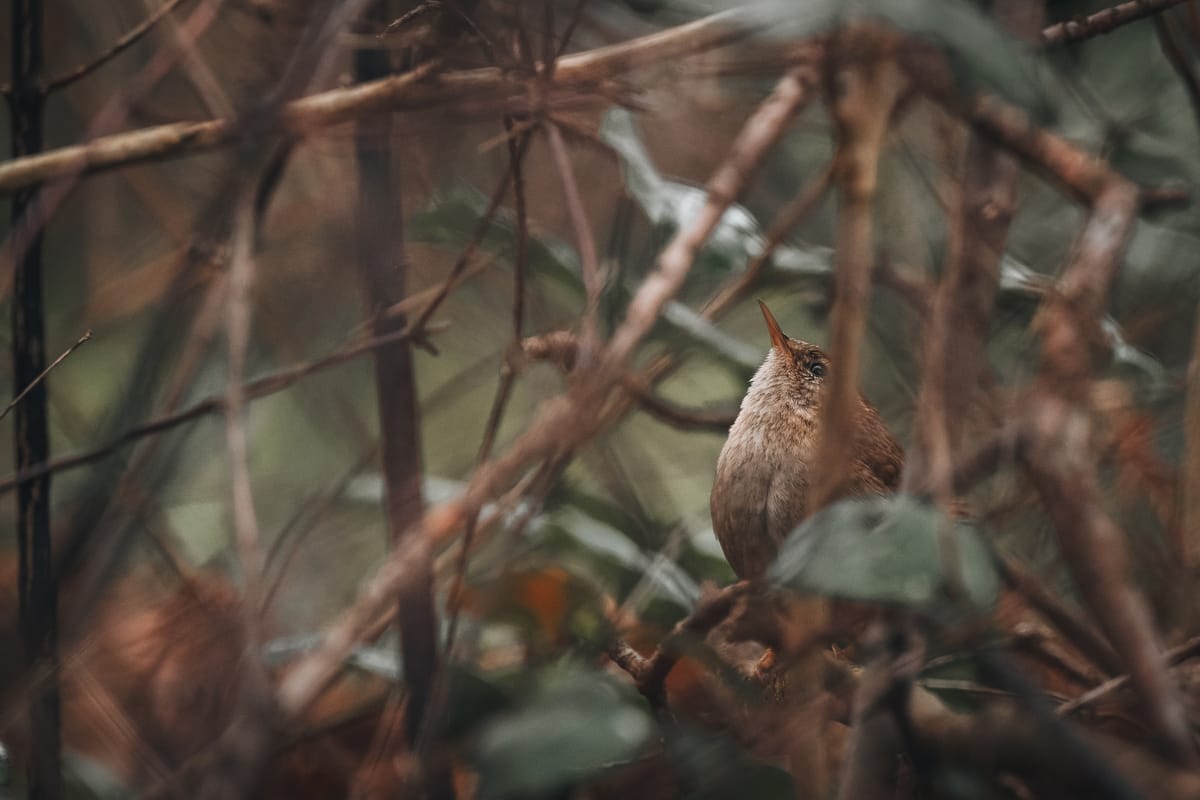 Eurasian Wren