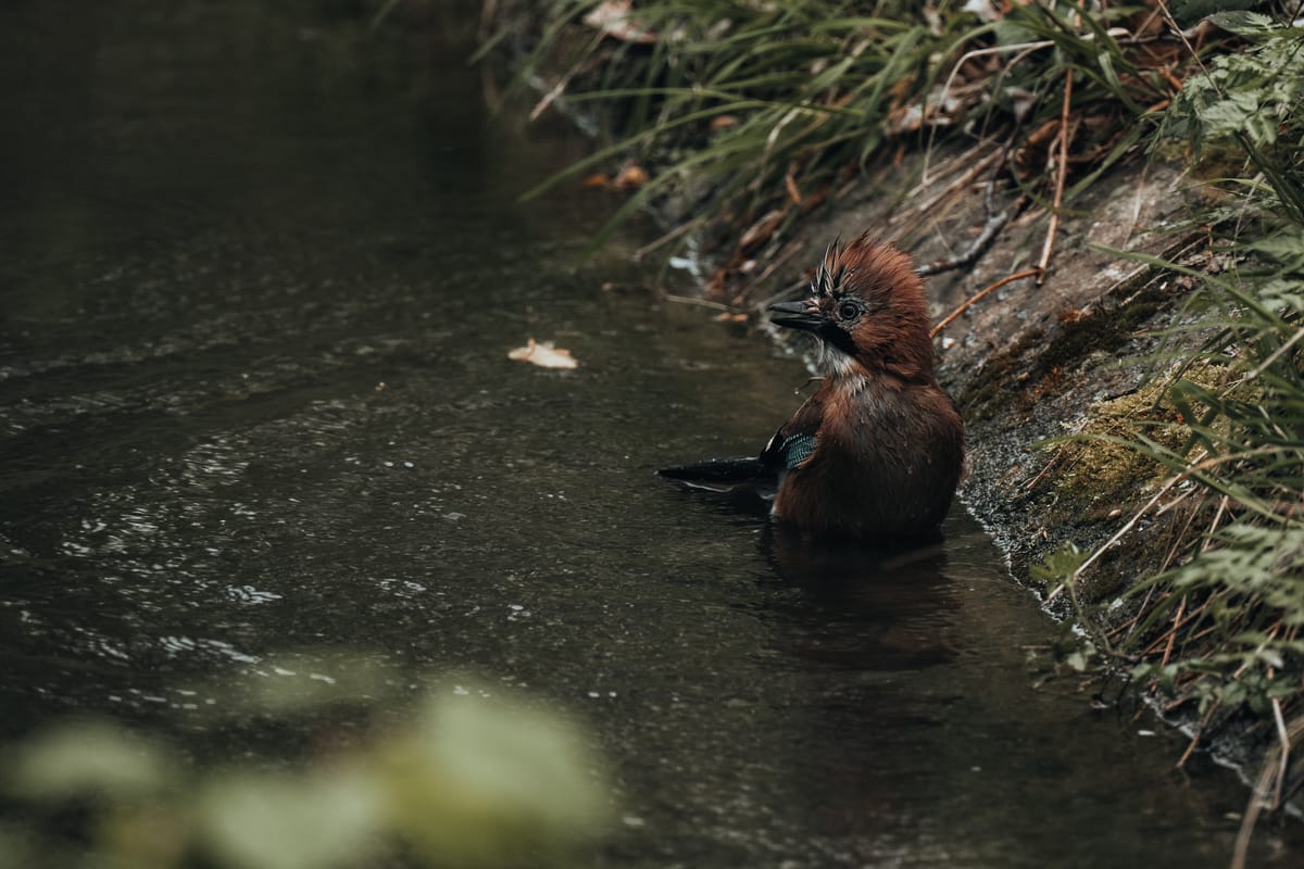 Springtime, birds and the end of school