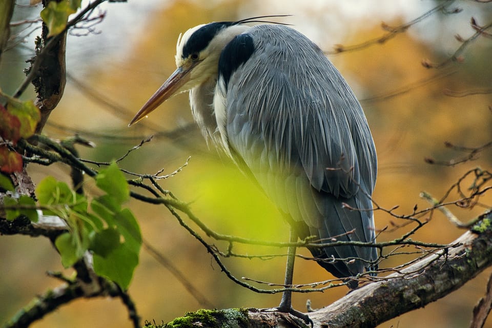 Birds of the Bois de Boulogne. Part I