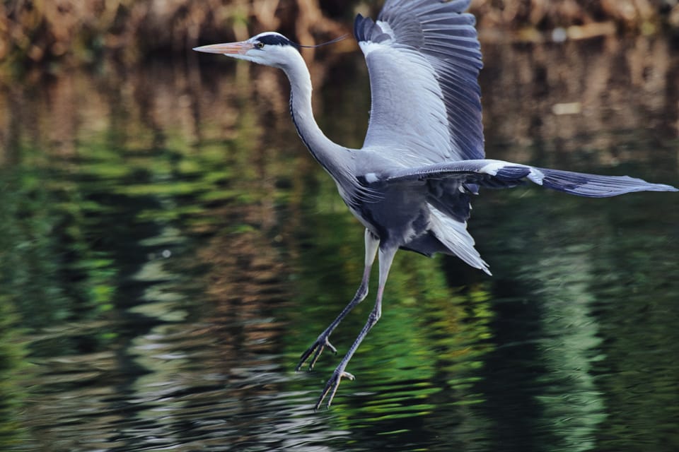 Birds of the Bois de Boulogne. Part III