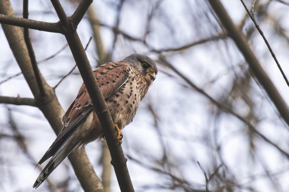 The birds and the story of the bus that failed