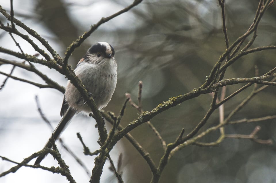 Birds of the Bois de Boulogne. Part IV