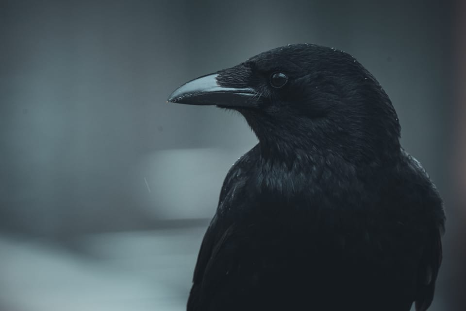 Birds of the Bois de Boulogne